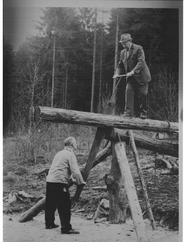 Bild vergr&ouml;&szlig;ern: Baums&auml;ge