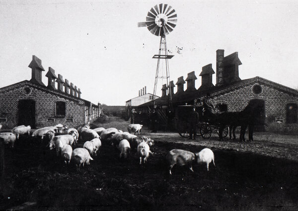 Bild vergr&ouml;&szlig;ern: "Schweinestadt" Elmshorn