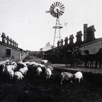 "Schweinestadt" Elmshorn