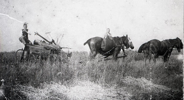 Bild vergr&ouml;&szlig;ern: Getreideernte-Maehbinder-Hof-Breckwoldt-seestermuehe-1916