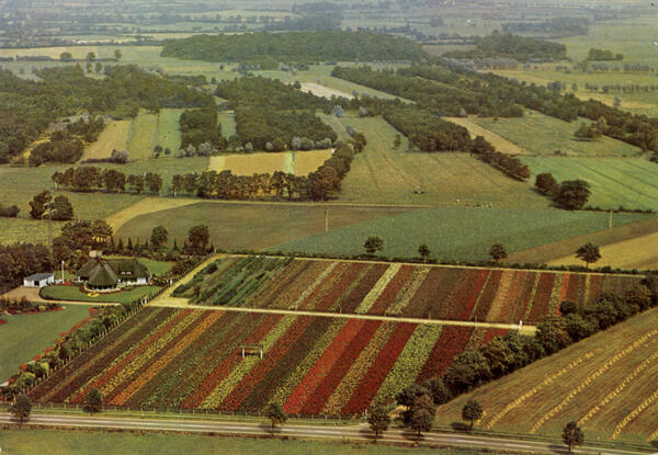 Bild vergr&ouml;&szlig;ern: Historische Luftbildaufnahme der Baumschule Horstmann & Co an der B5.